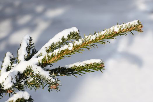 fresh snow on tree branches 