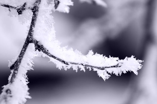 fresh snow on tree branches 