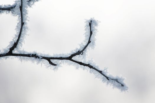 fresh snow on tree branches 