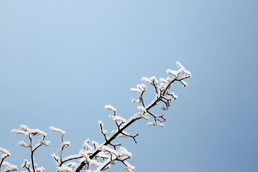 fresh snow on tree branches 