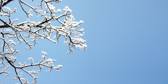 fresh snow on tree branches 