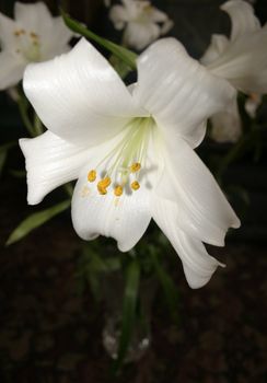 white trumpet lily