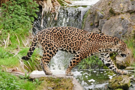 Close up of a Jaguar (Panthera onca)