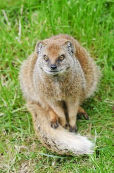 Close up of a Yellow Mongoose (Cynictis penicillata)