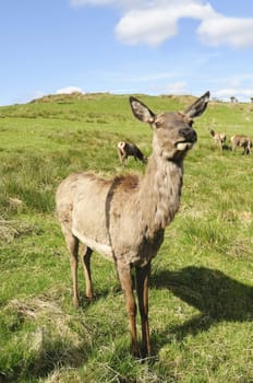 Red Deer (Cervus elaphus) in Sutherland Scotland