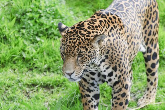Close up of a Jaguar (Panthera onca) in forest
