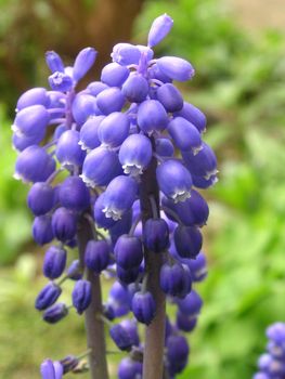 details of a grape hyacinth plant