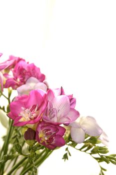 bunch of freesias isolated over a white background
