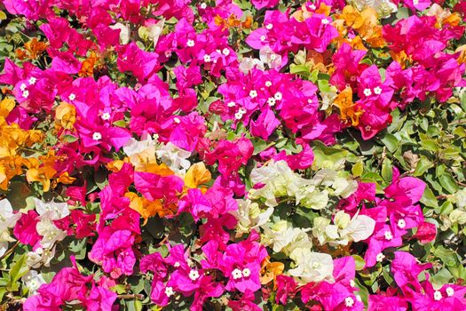 Bougainvillea flowers of different colors. Shot with a small depth of field.