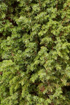 Green branches of a juniper close up - a natural background