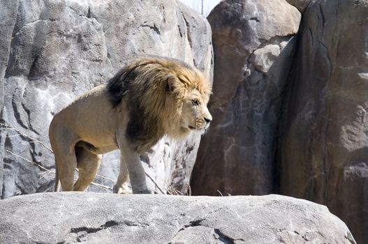 a large male lion climbs up on a big rock