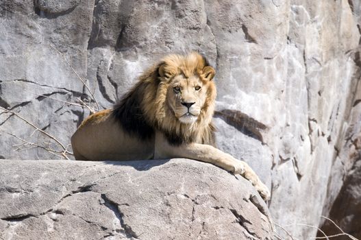 a king of the beast sits up on a giant rock