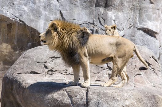 a large male lion or King of the beasts