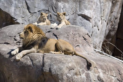 King of the beasts and his two cubs sit on a large rock