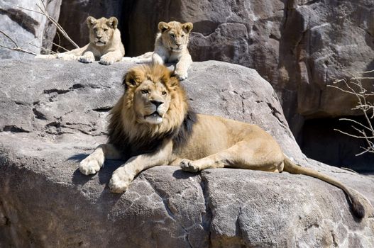 a large male lion and his 2 cubs sit and wait on pride rock