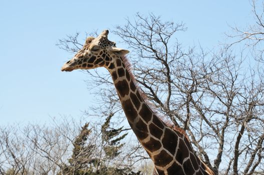 a tall giraffe streches his long neck to the sky