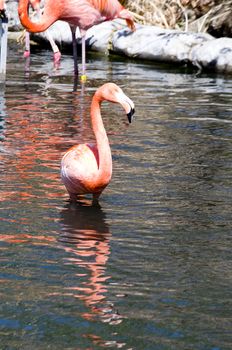a flamingo wades in the water while other stay on land