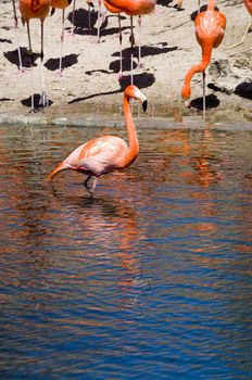 a bright color flamingo wades in the water