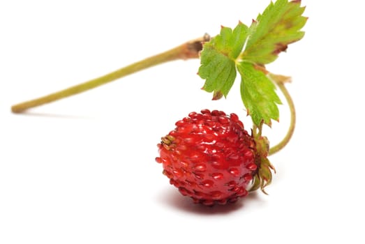 Wild strawberry on a branch a close up it is isolated on a white background.