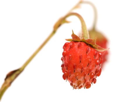 Wild strawberry on a branch a close up it is isolated on a white background.