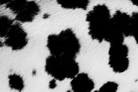 Close up of a nice dalmatian pelt.