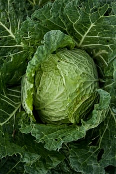 Italian cabbage, cultivated without pesticides in a local farm
