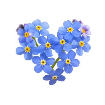 Forget me not, little flowers in heart shape, isolated on white.