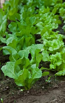 Green biological salad cultivated without pesticides