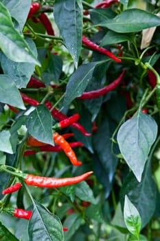 Biological cultivation of red peppers, without pesticides