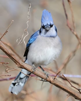 A blue jay perched on a tree branch.