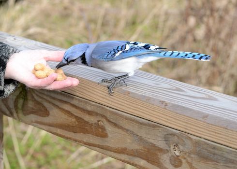 A blue jay perched on fence eating a peanut from a hand.