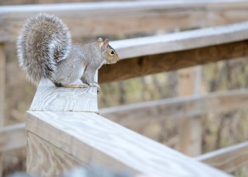 A gray squirrel perched in a wooden fence.