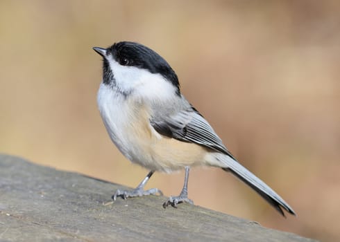 A black-capped chickadee perched on a wooden fence.