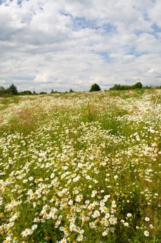 field of wild chamomiles