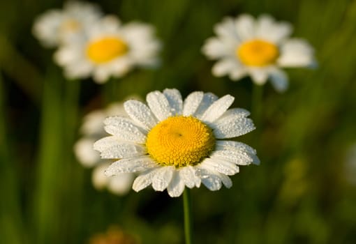 close-up camomile in early dew