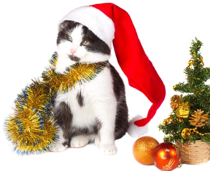 kitten as Santa Claus and christmas tree, isolated on white