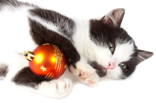 close-up kitten playing with christmas decoration, isolated on white