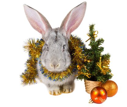 close-up gray rabbit and christmas decorations, isolated on white