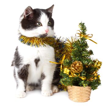 close-up kitten and christmas decorations, isolated on white