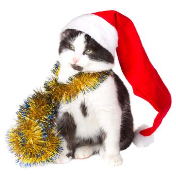 kitten as Santa Claus, isolated on white