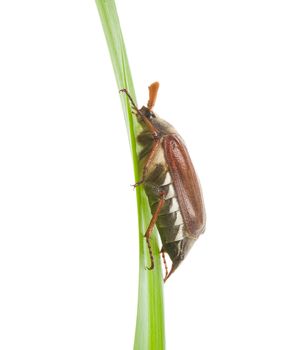 close-up may-bug creeping on blade, isolated on white