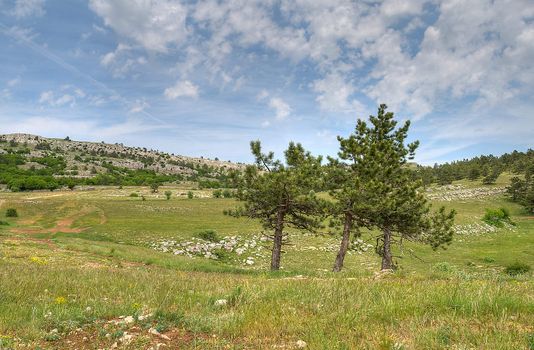 mountains landscape with pine trees in foreground