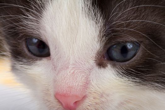 close-up black-white kitten's muzzle