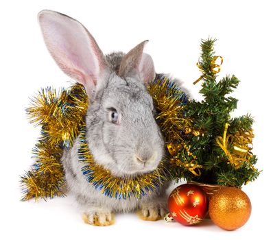 close-up rabbit and christmas decorations, isolated on white