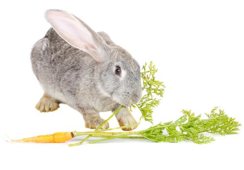 close-up rabbit eating carrot leaf, isolated on white