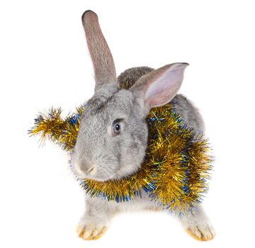 close-up rabbit and christmas decorations, isolated on white