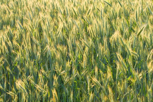 unripe ears of wheat in field, selective focus