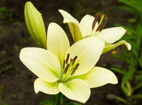 close-up white lily with drops of water