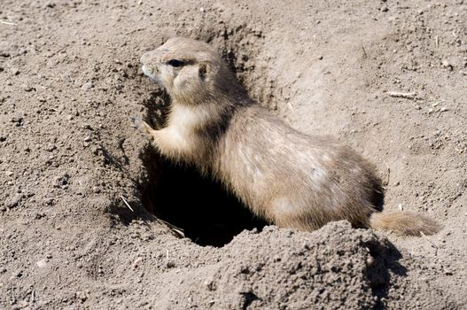 prarie dog at the entrance to his den