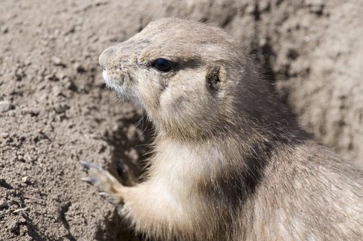 a prarie dog or ground hog at the opening to his den